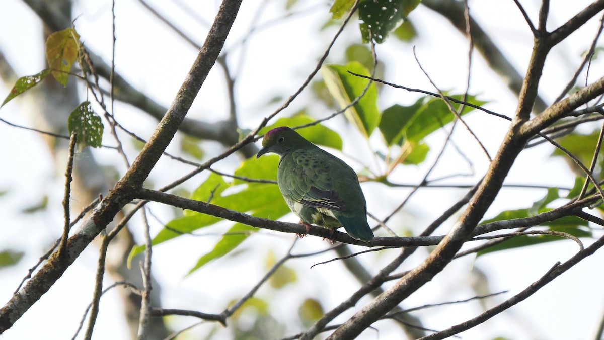 Superb Fruit-Dove (Western) - ML643961816