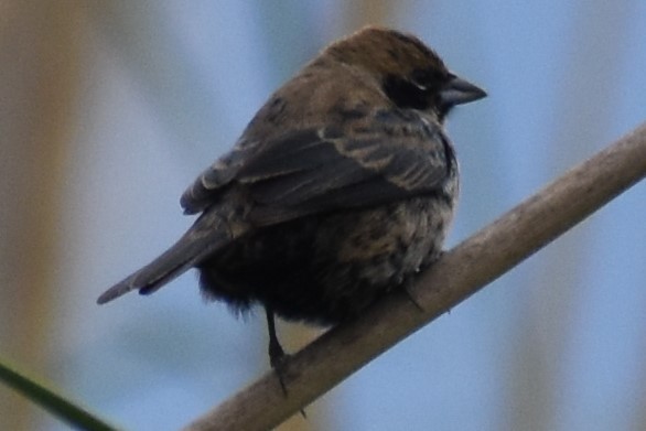 Blue-black Grassquit - ML643961824
