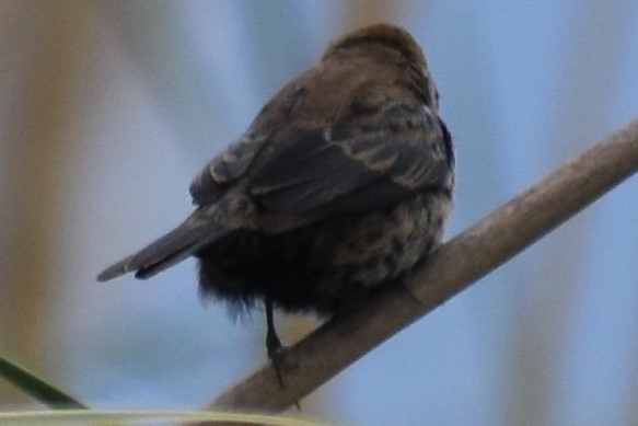 Blue-black Grassquit - ML643961837