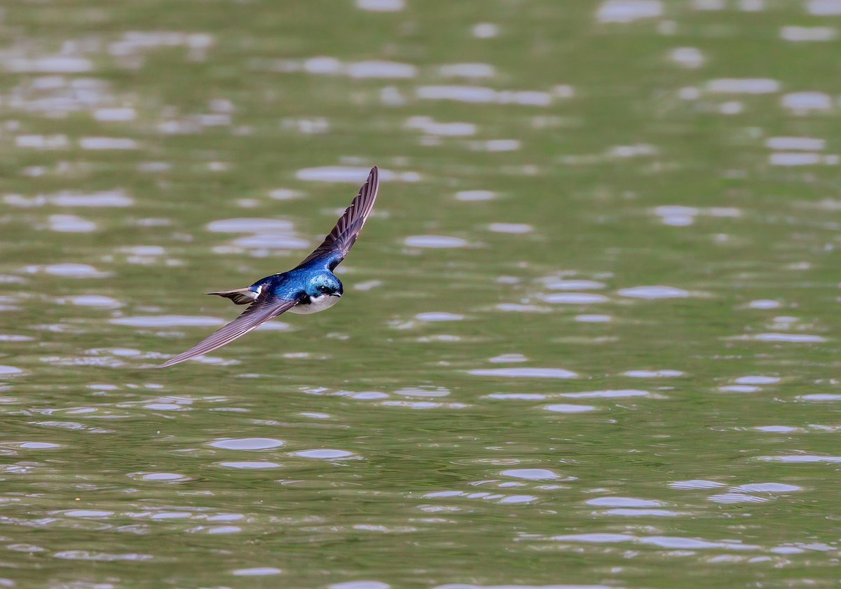 Tree Swallow - ML643961838