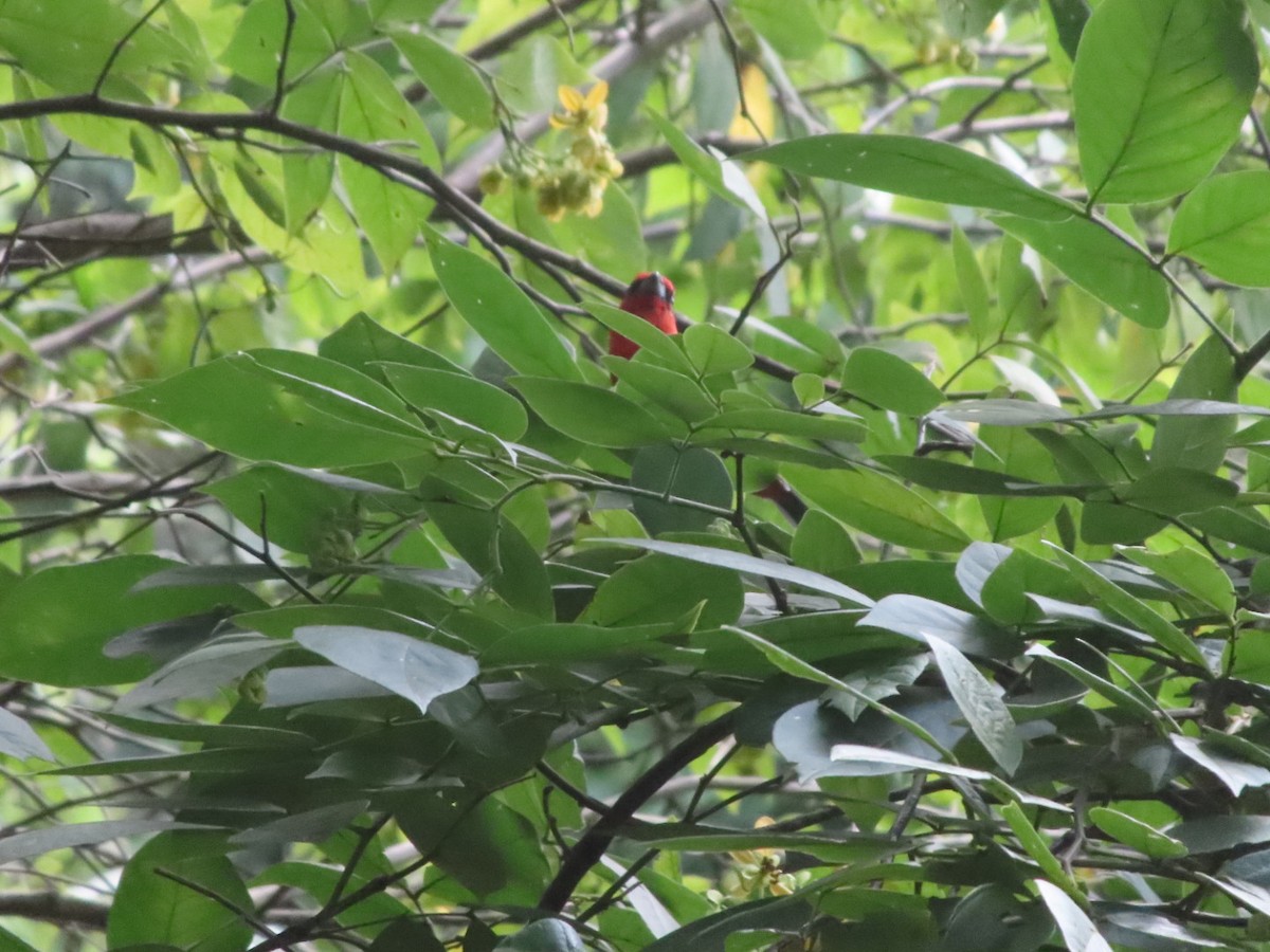 White-winged Tanager - ML643961840