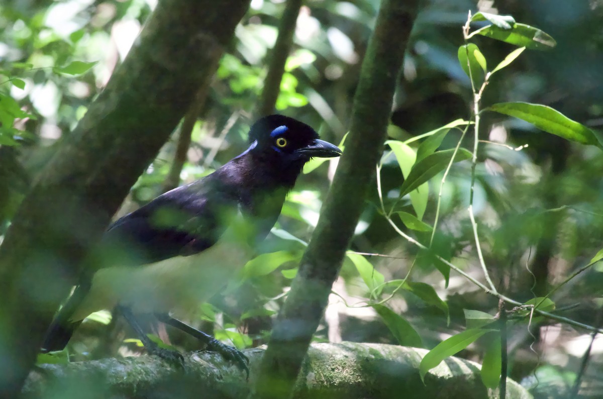 Plush-crested Jay - ML643961843