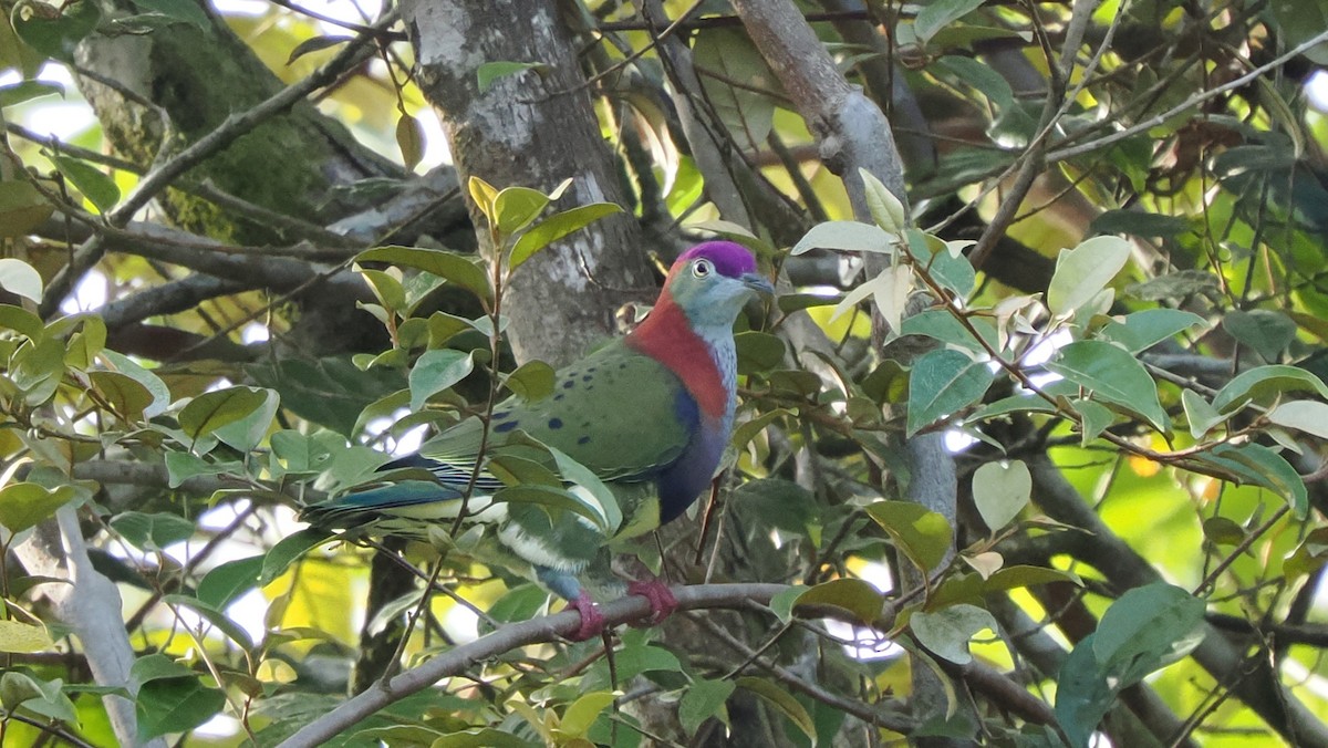 Superb Fruit-Dove (Western) - ML643961845