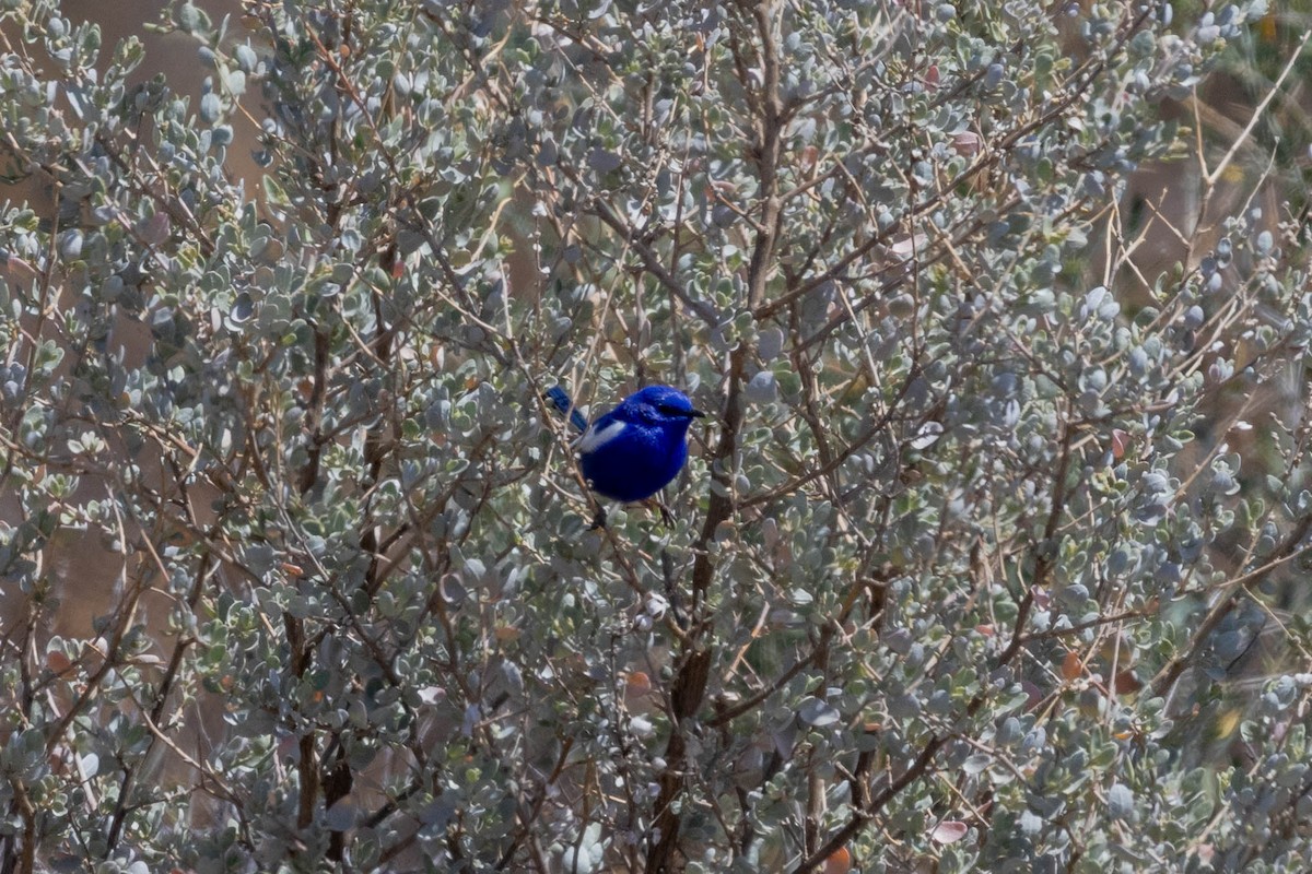 White-winged Fairywren (Blue-and-white) - ML643961846
