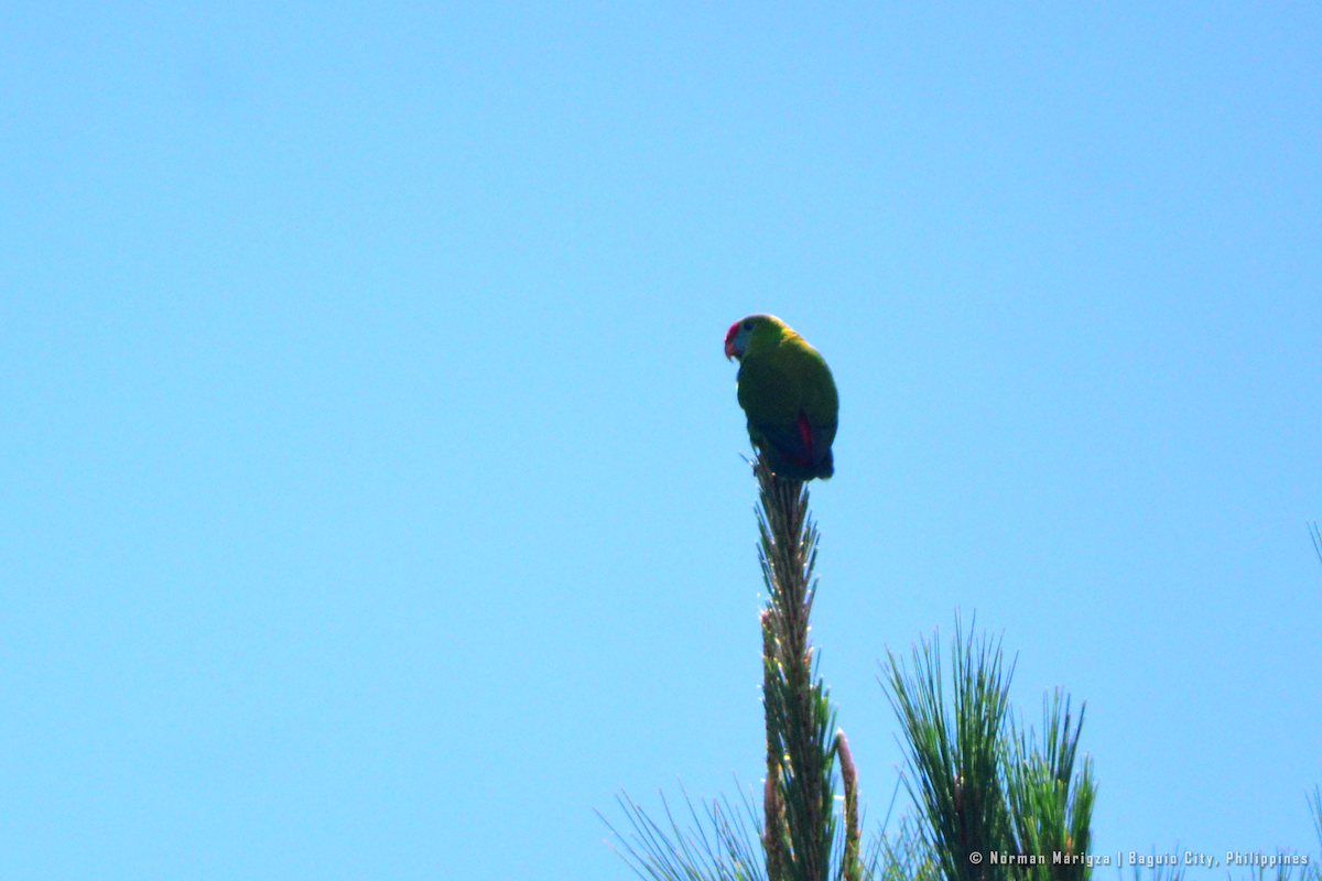 Coryllis des Philippines - ML643961847