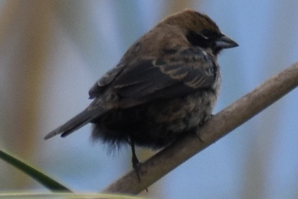 Blue-black Grassquit - ML643961848