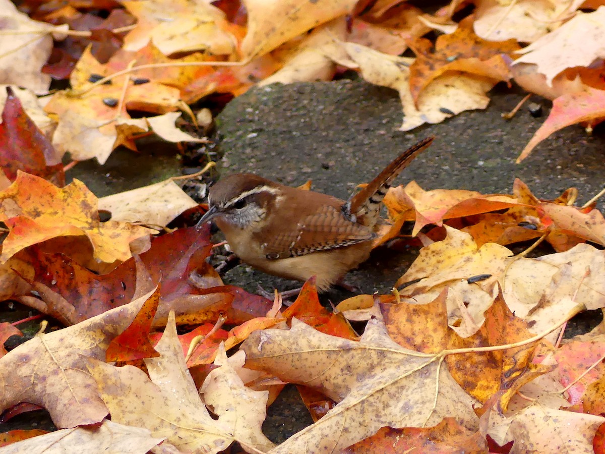 Carolina Wren - ML643961850