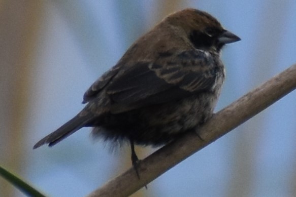 Blue-black Grassquit - ML643961852