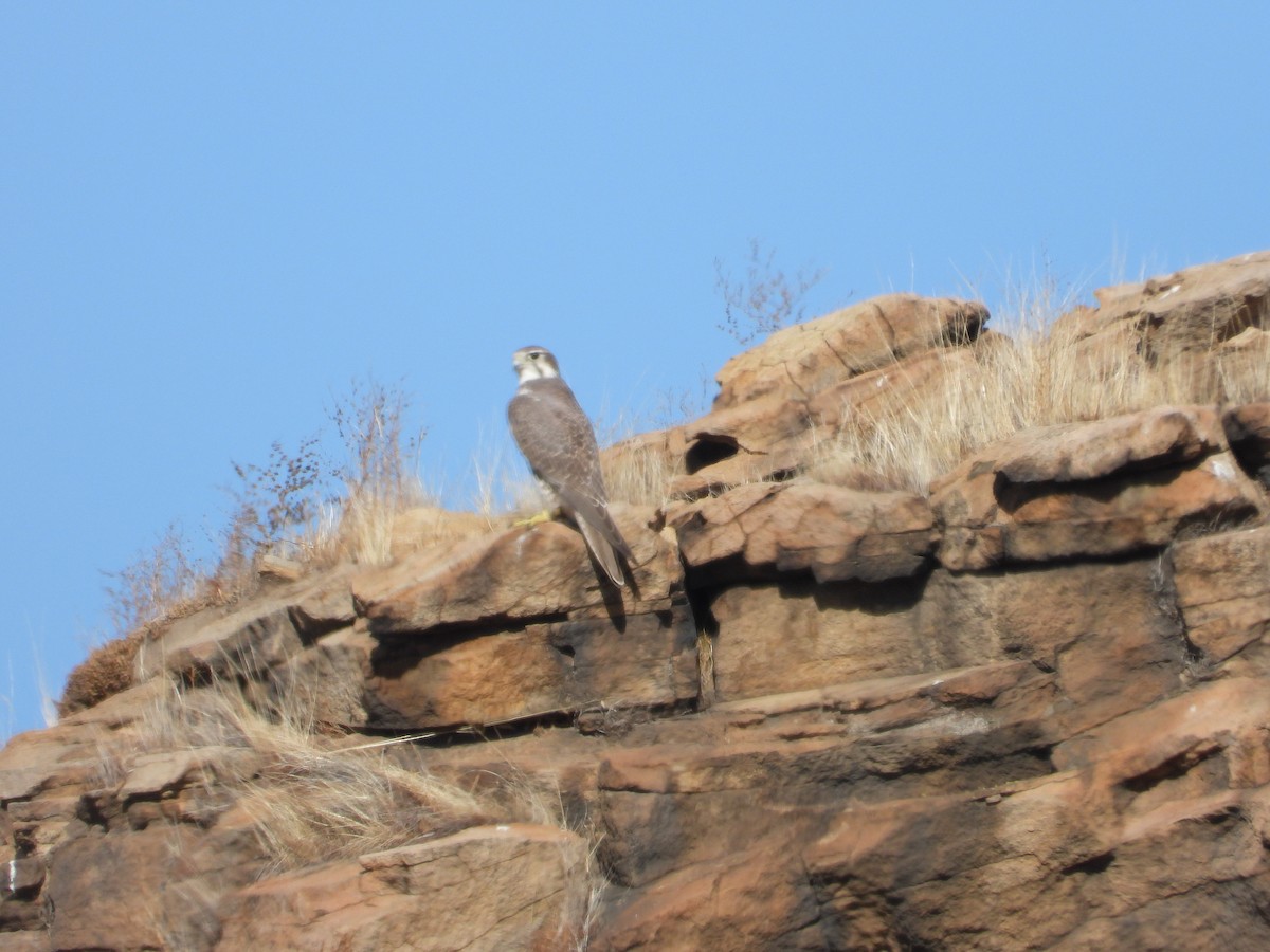 Prairie Falcon - ML643961866