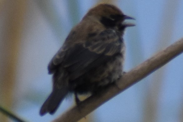 Blue-black Grassquit - ML643961888