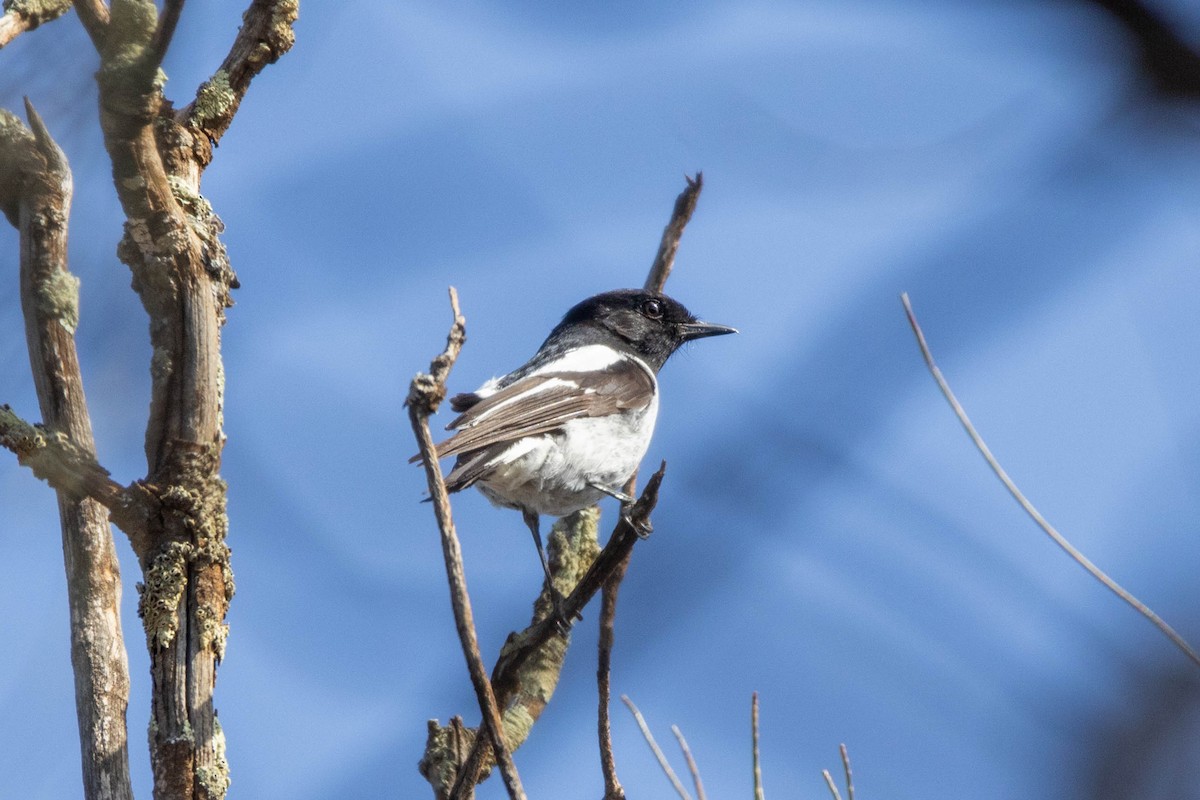 Hooded Robin - ML643961895