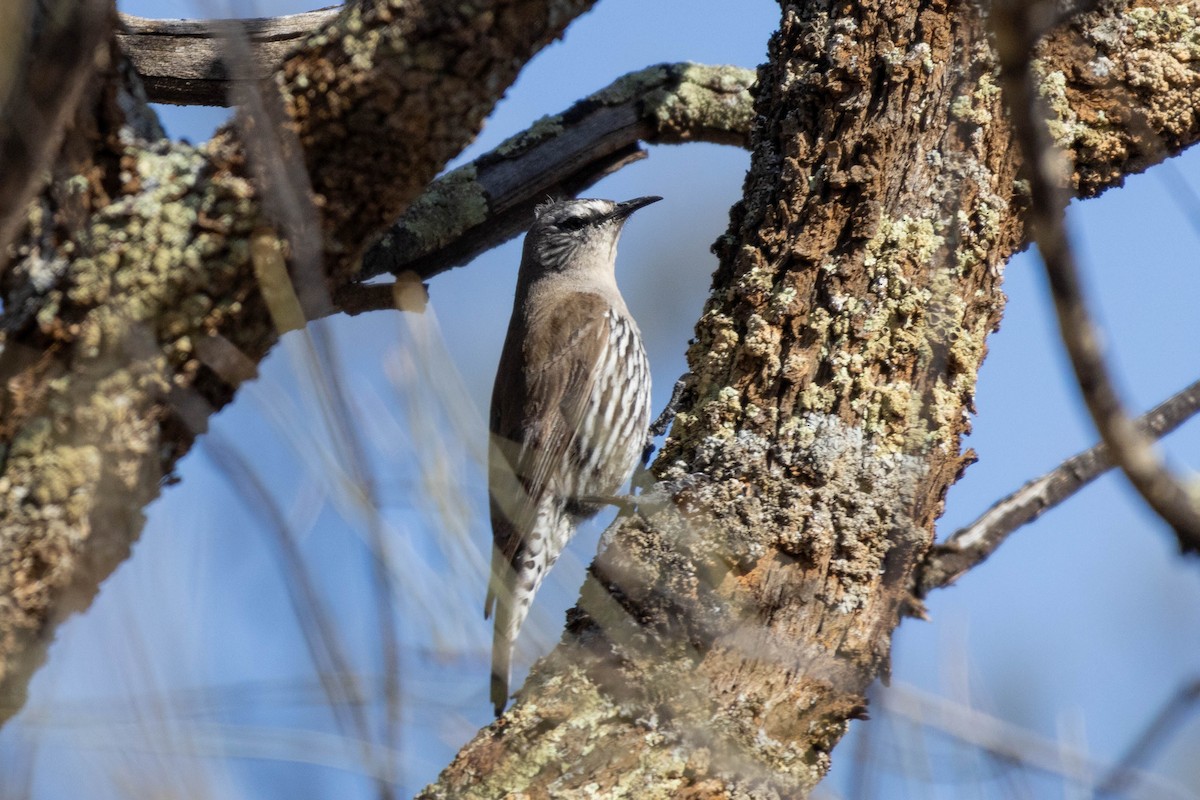 White-browed Treecreeper - ML643961904