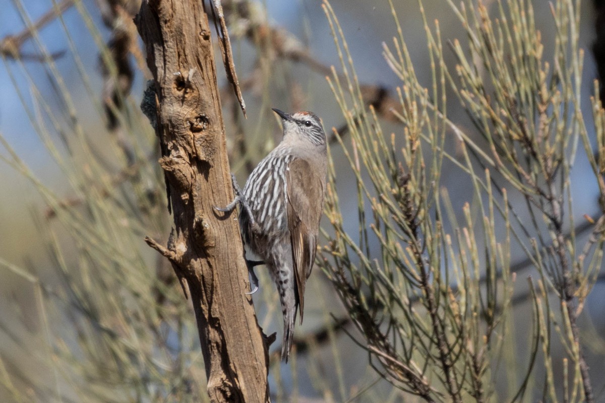 White-browed Treecreeper - ML643961915