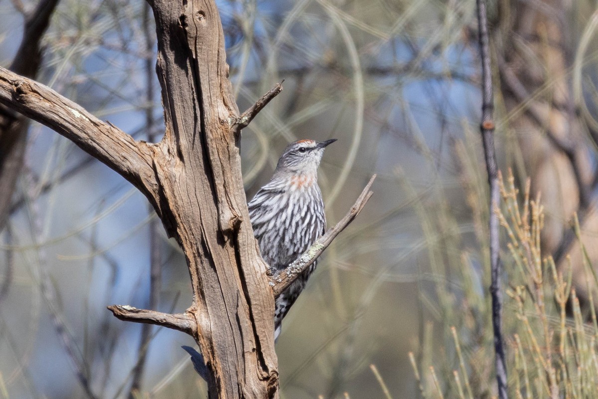 White-browed Treecreeper - ML643961916