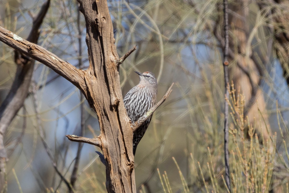White-browed Treecreeper - ML643961917