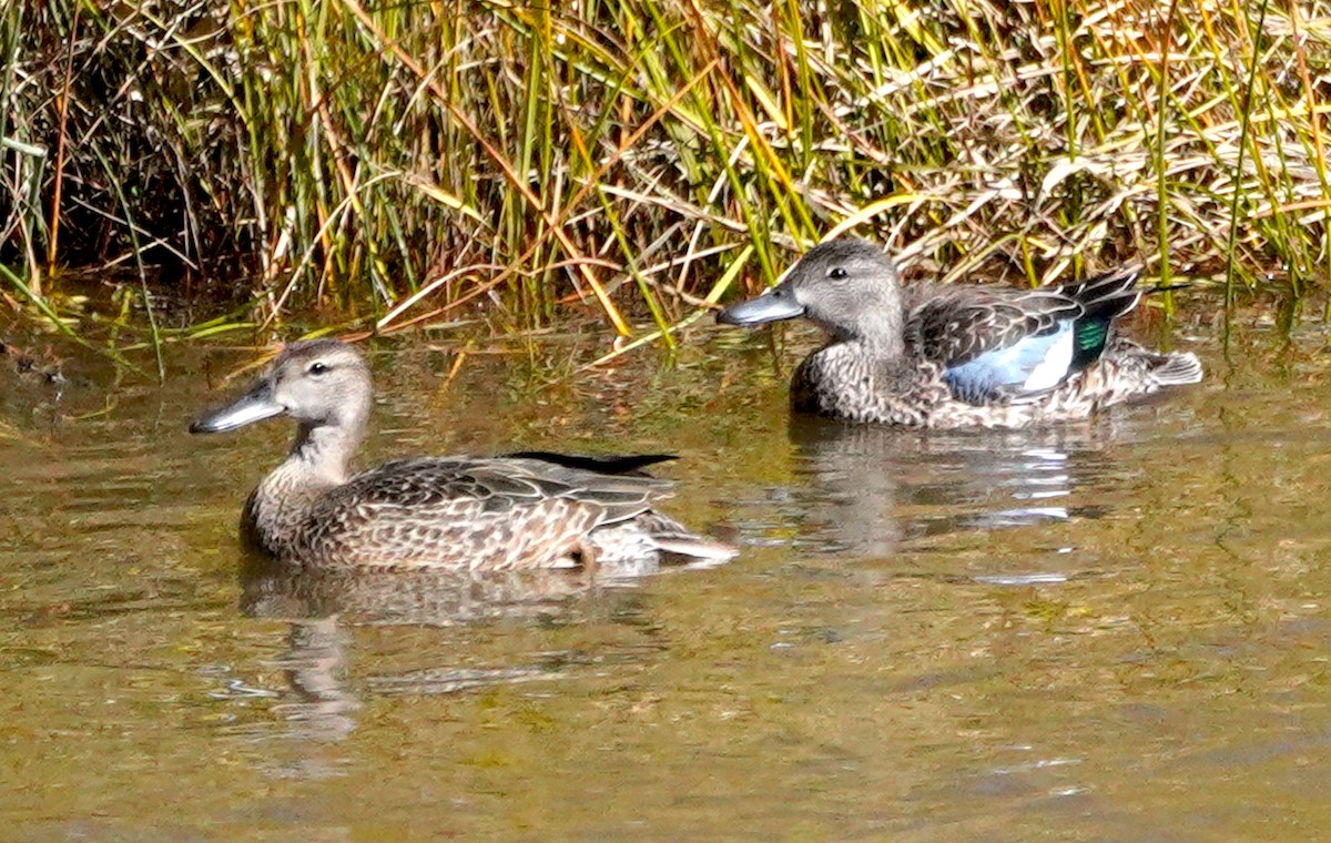 Blue-winged Teal - ML643961920