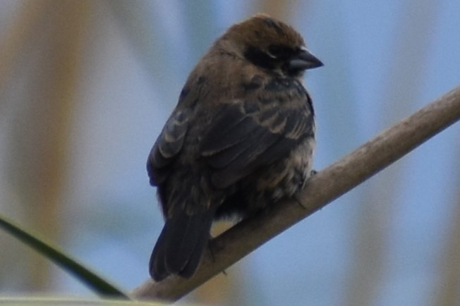 Blue-black Grassquit - ML643961928