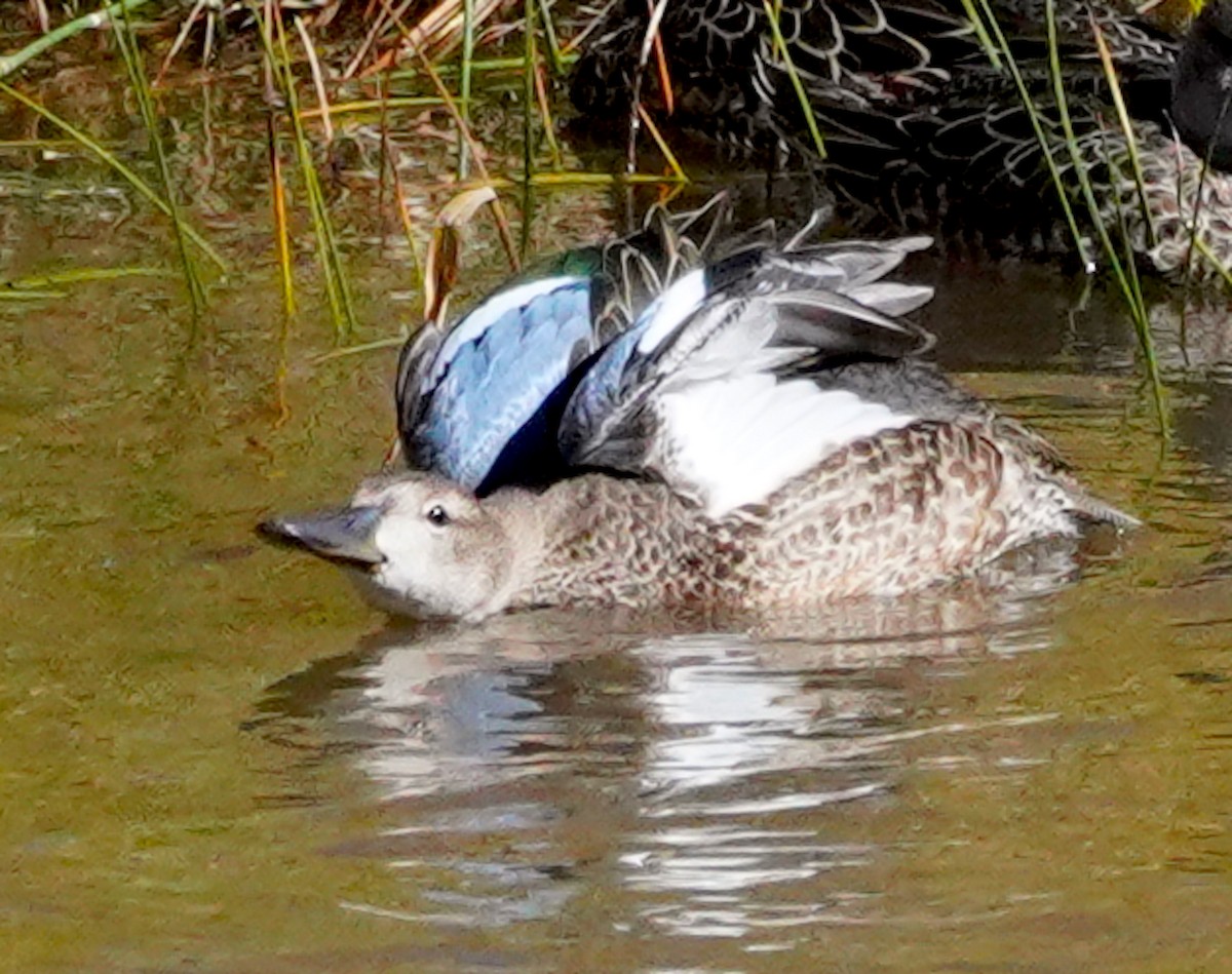 Blue-winged Teal - ML643961931