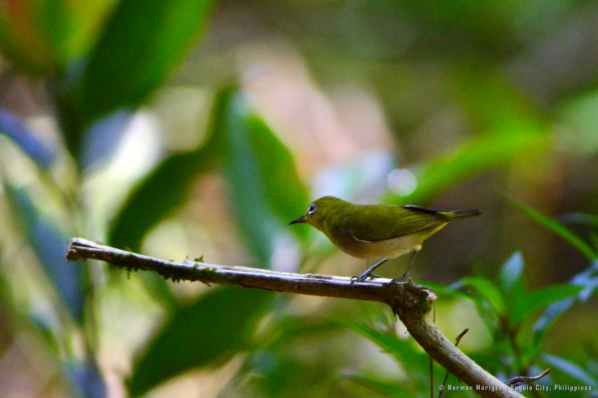 Warbling White-eye - ML643961942