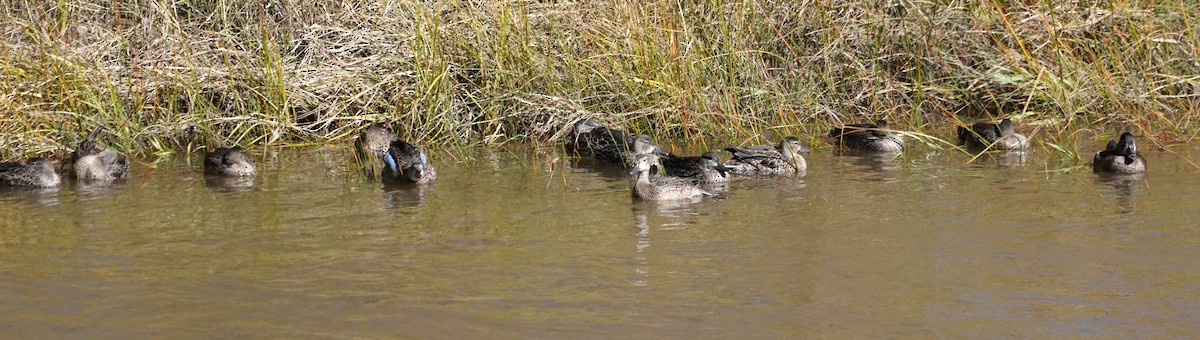 Blue-winged Teal - ML643961943