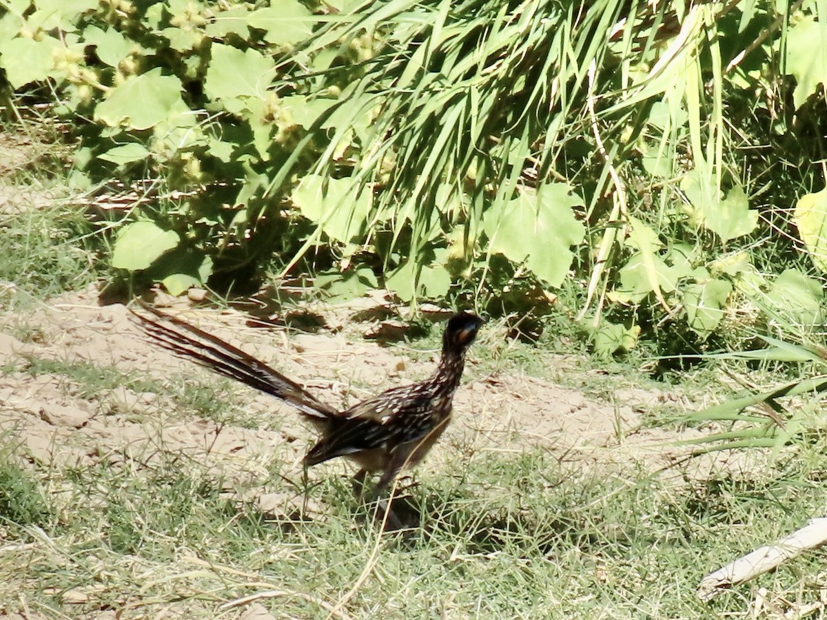 Greater Roadrunner - ML643961977