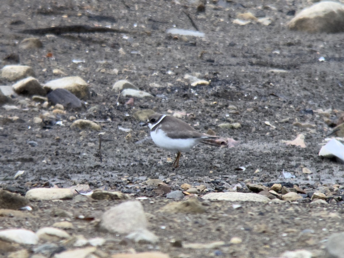 Semipalmated Plover - ML643961978