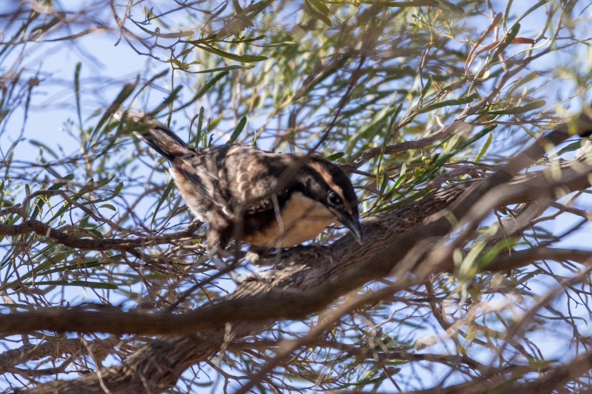 Chestnut-crowned Babbler - ML643961991