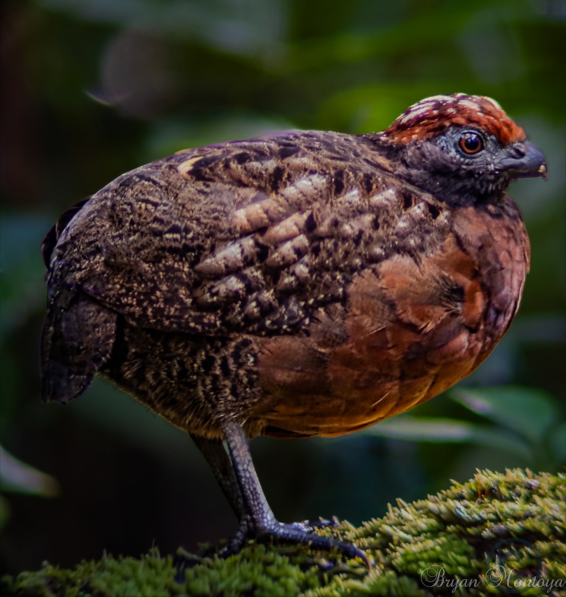 Tocro à face noire - ML643962027