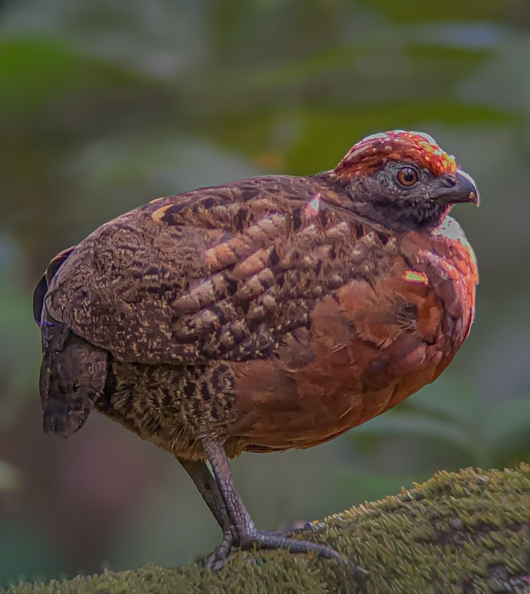 Tocro à face noire - ML643962028