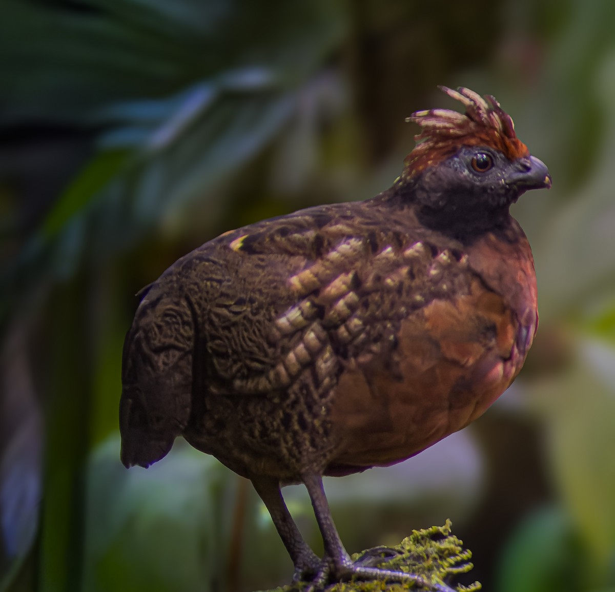 Tocro à face noire - ML643962029