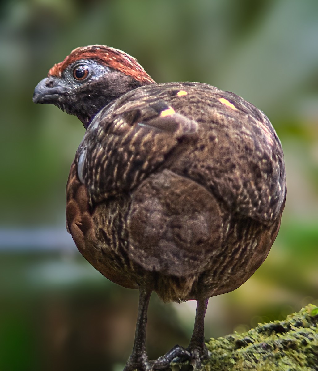 Tocro à face noire - ML643962030