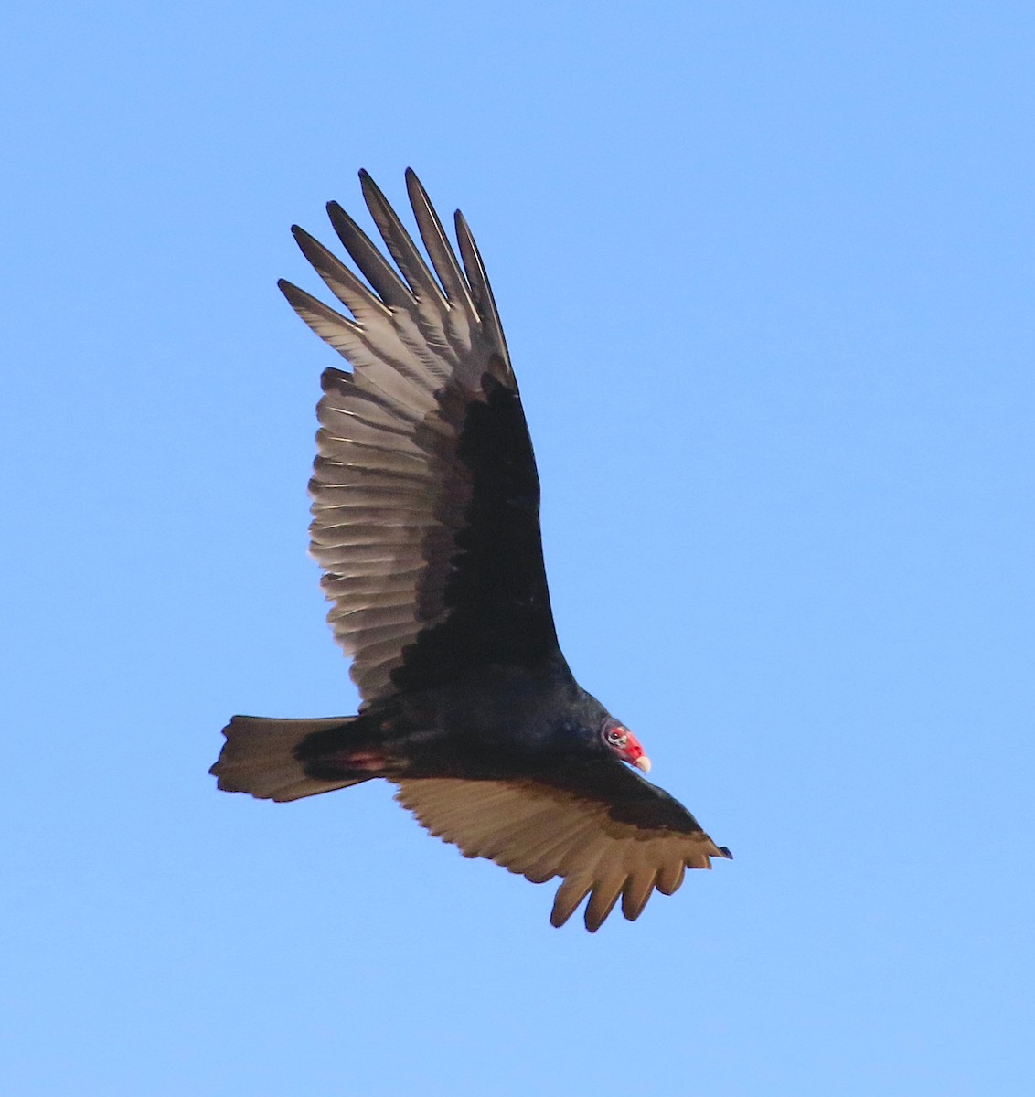 Turkey Vulture - ML643962042