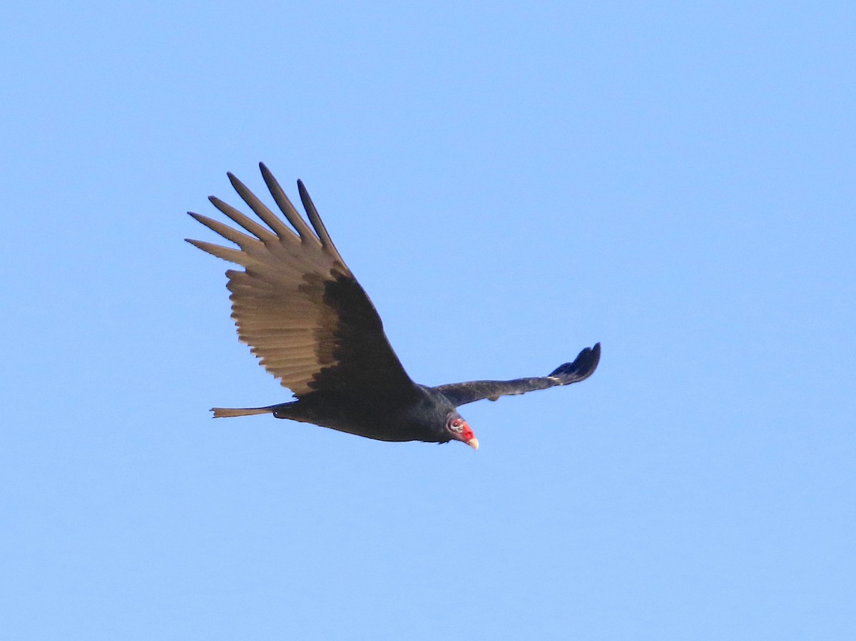 Turkey Vulture - ML643962043