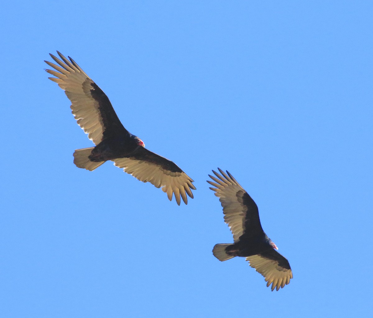 Turkey Vulture - ML643962045