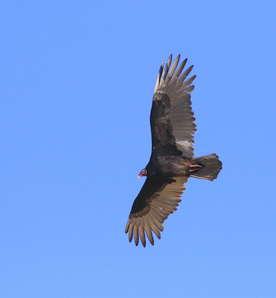 Turkey Vulture - ML643962046