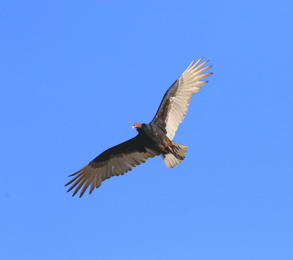Turkey Vulture - ML643962047