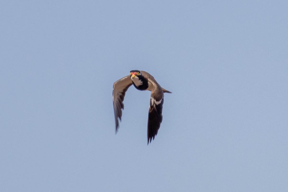 Banded Lapwing - ML643962065