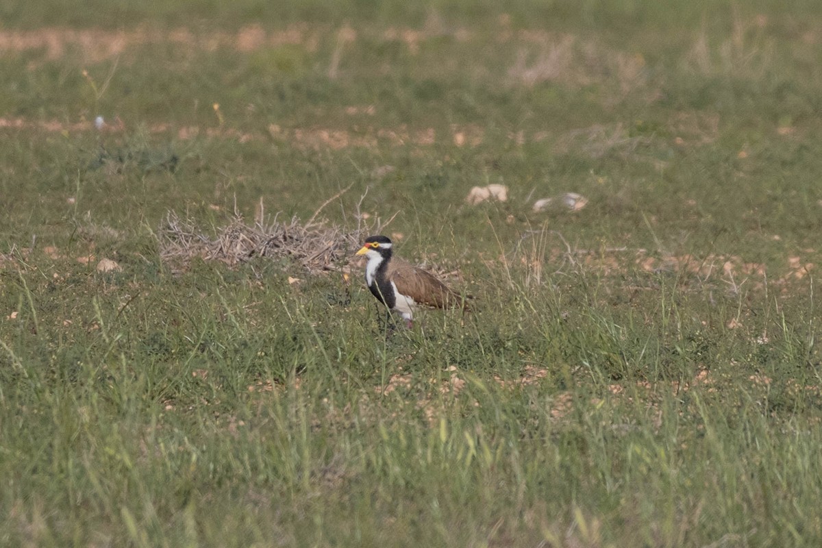 Banded Lapwing - ML643962080