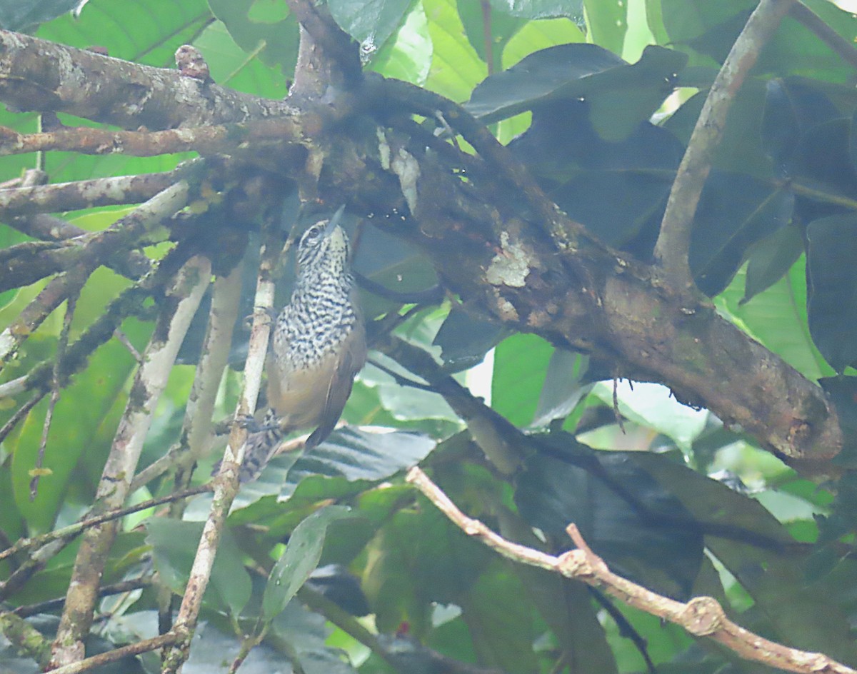 Spot-breasted Wren - ML643962094