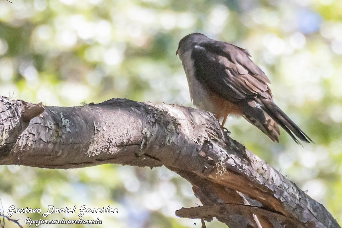Chilean Hawk - ML643962107