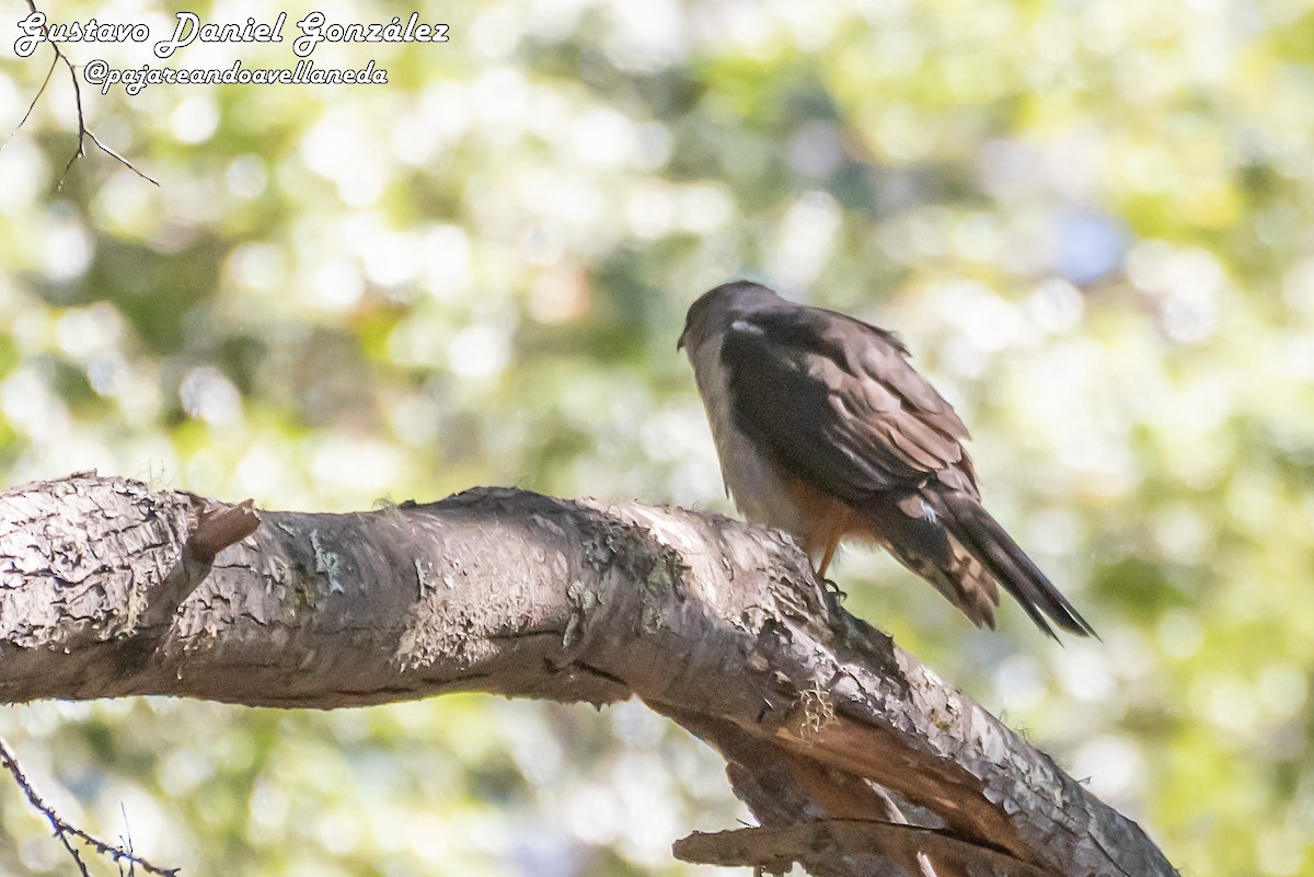 Chilean Hawk - ML643962108
