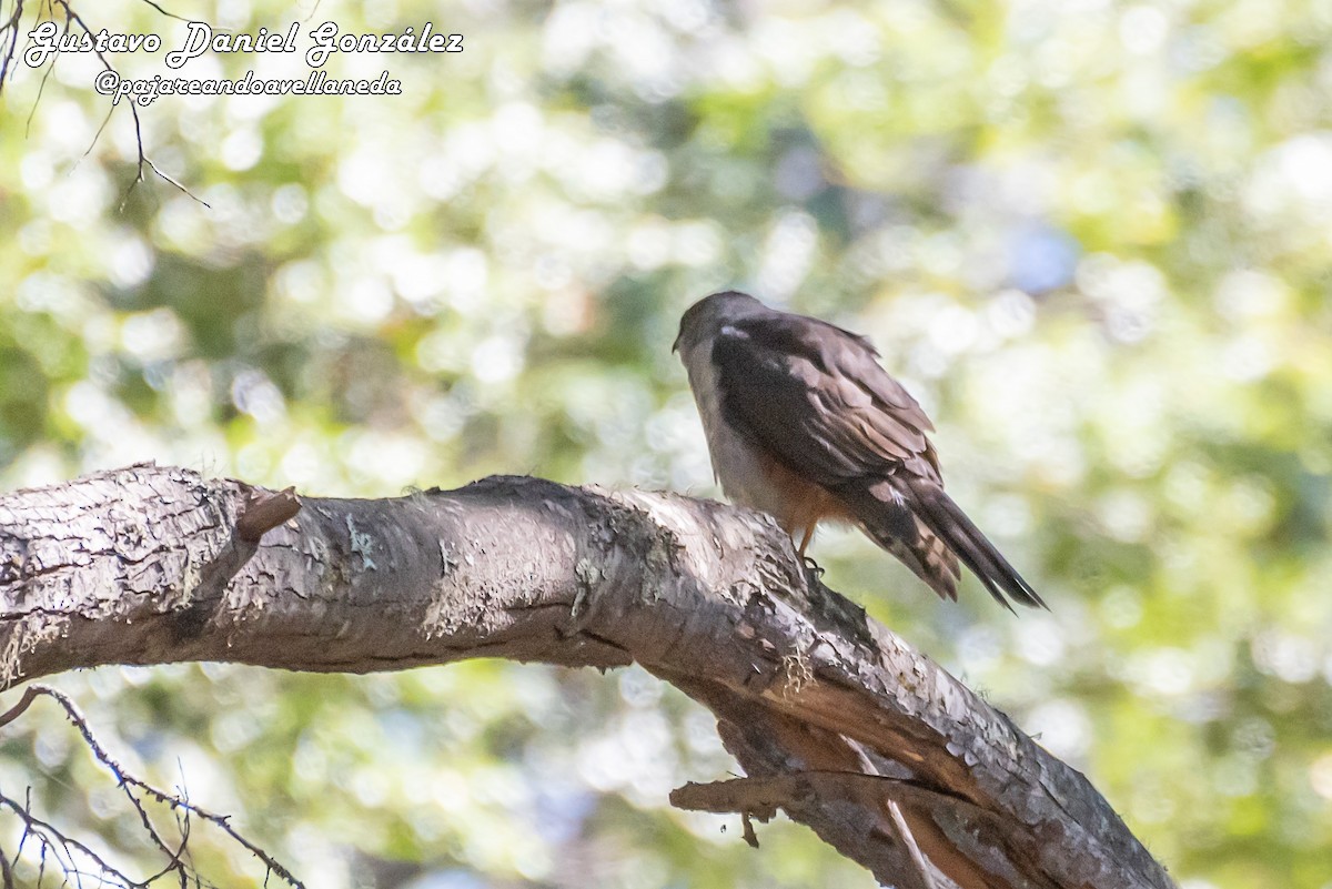 Chilean Hawk - ML643962109