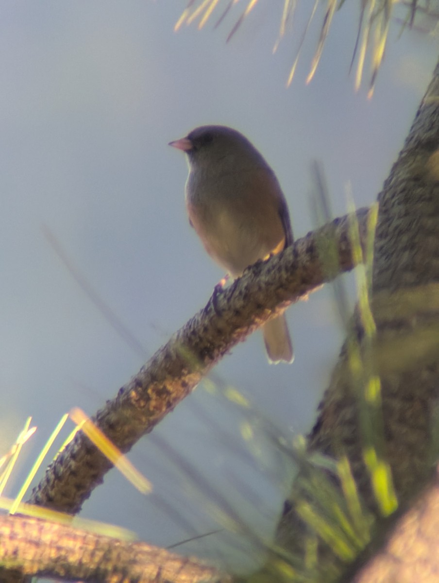 Dark-eyed Junco (Pink-sided) - ML643962130