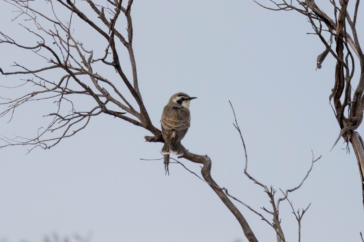 Black-eared Cuckoo - ML643962148