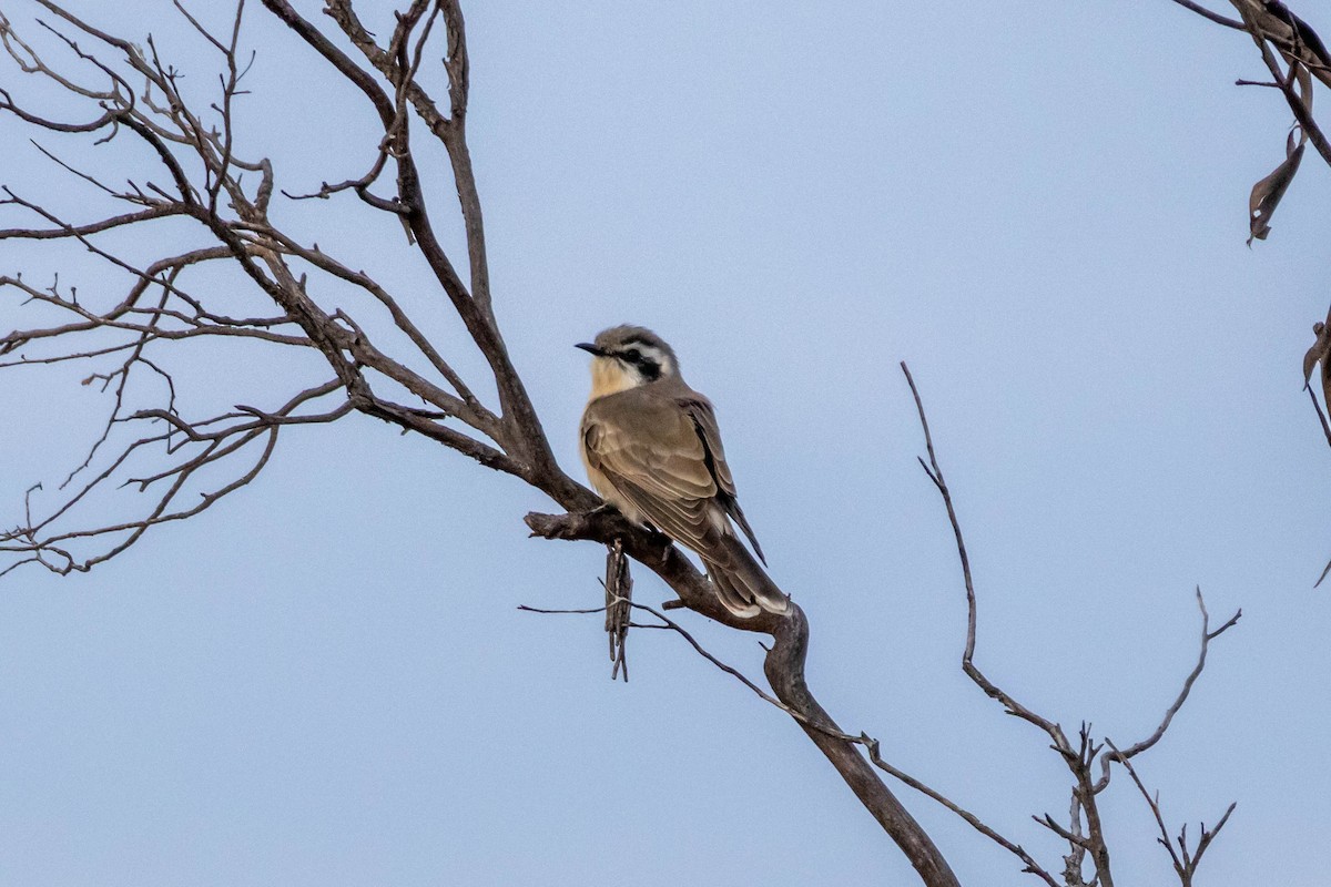 Black-eared Cuckoo - ML643962149