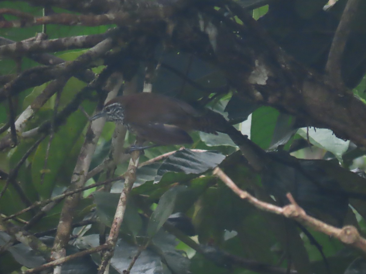 Spot-breasted Wren - ML643962152
