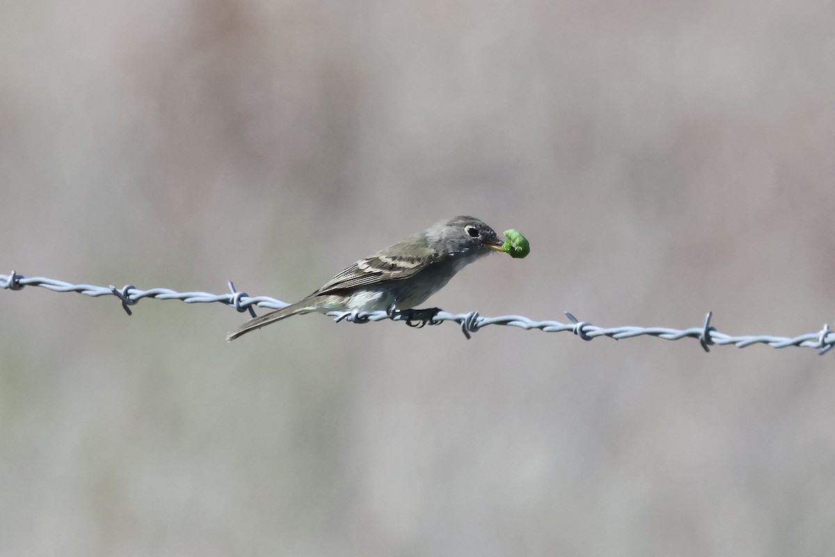 Moucherolle gris - ML643962204