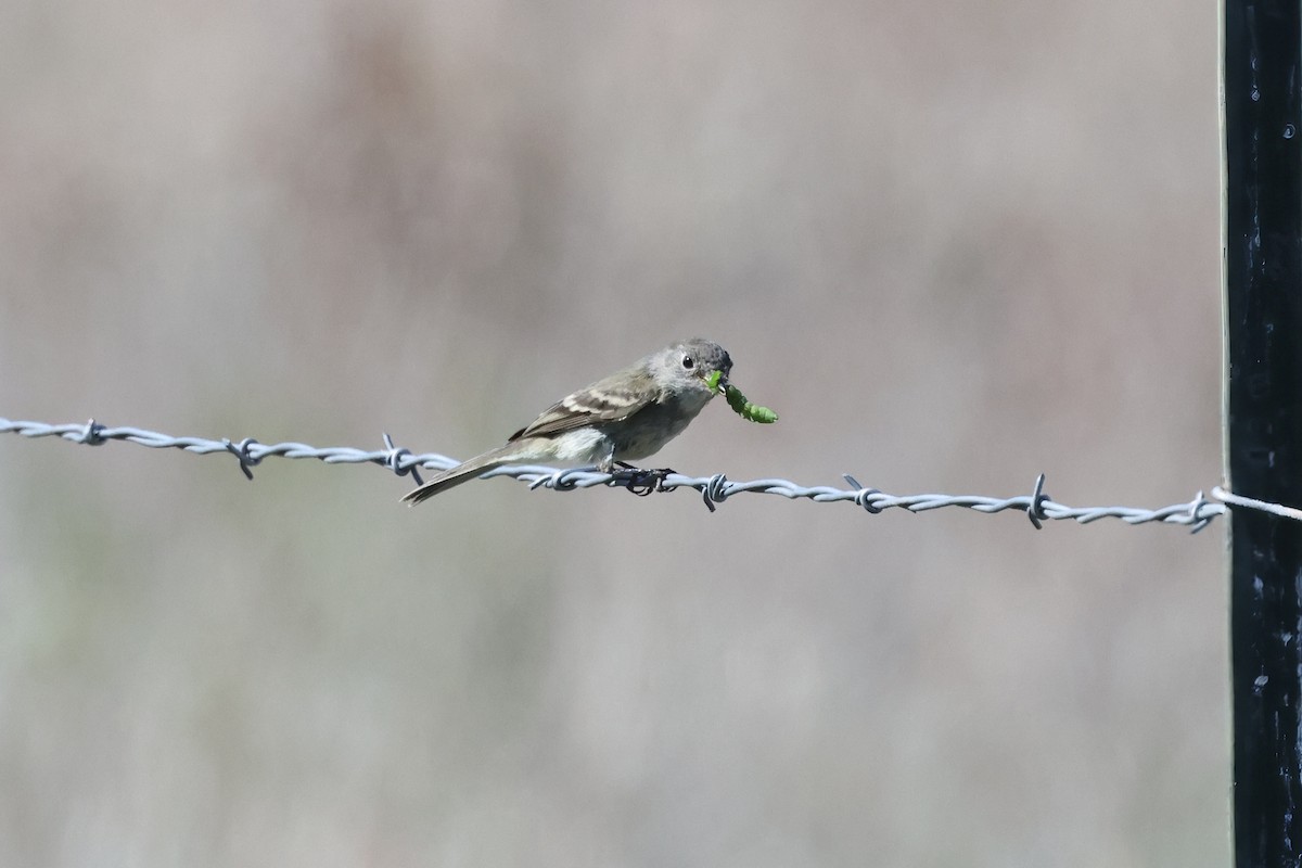 Moucherolle gris - ML643962205