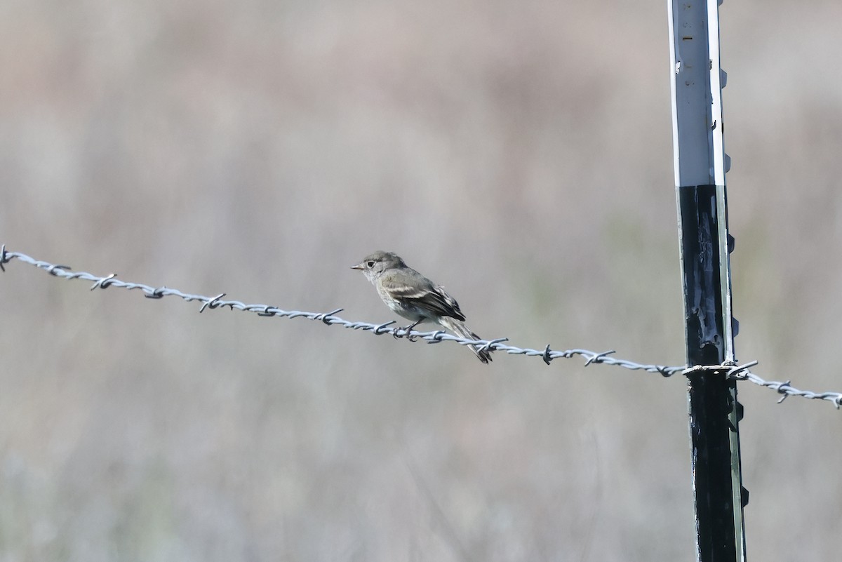 Moucherolle gris - ML643962206