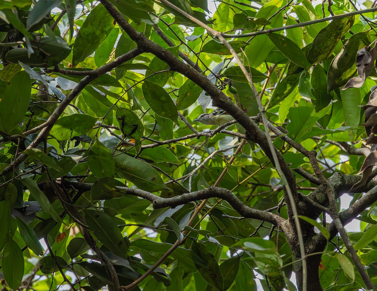 Rusty-winged Antwren - ML643962237